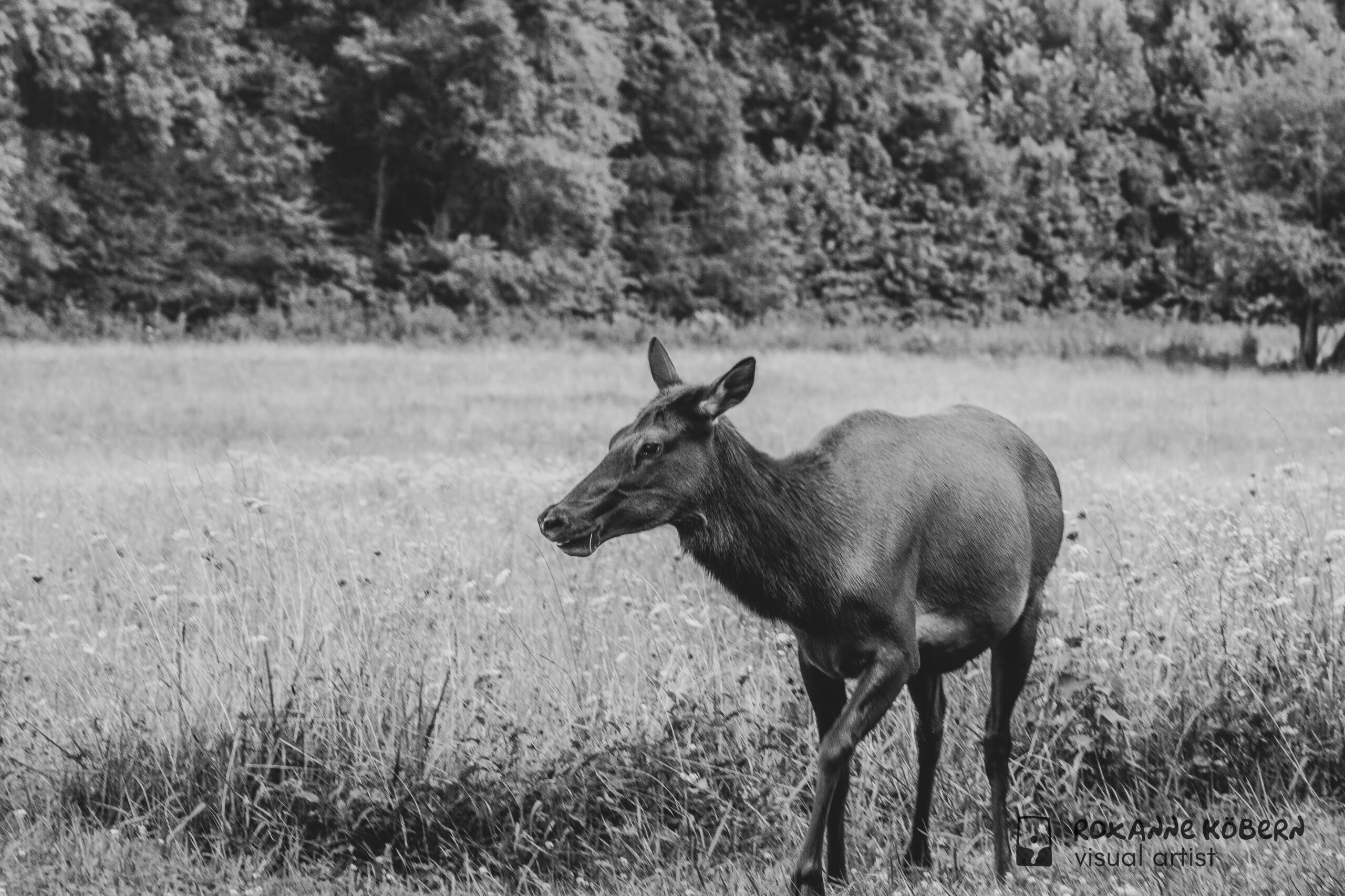 Elk at Great Smoky Mountains National Park photographed by Roxanne Köbern