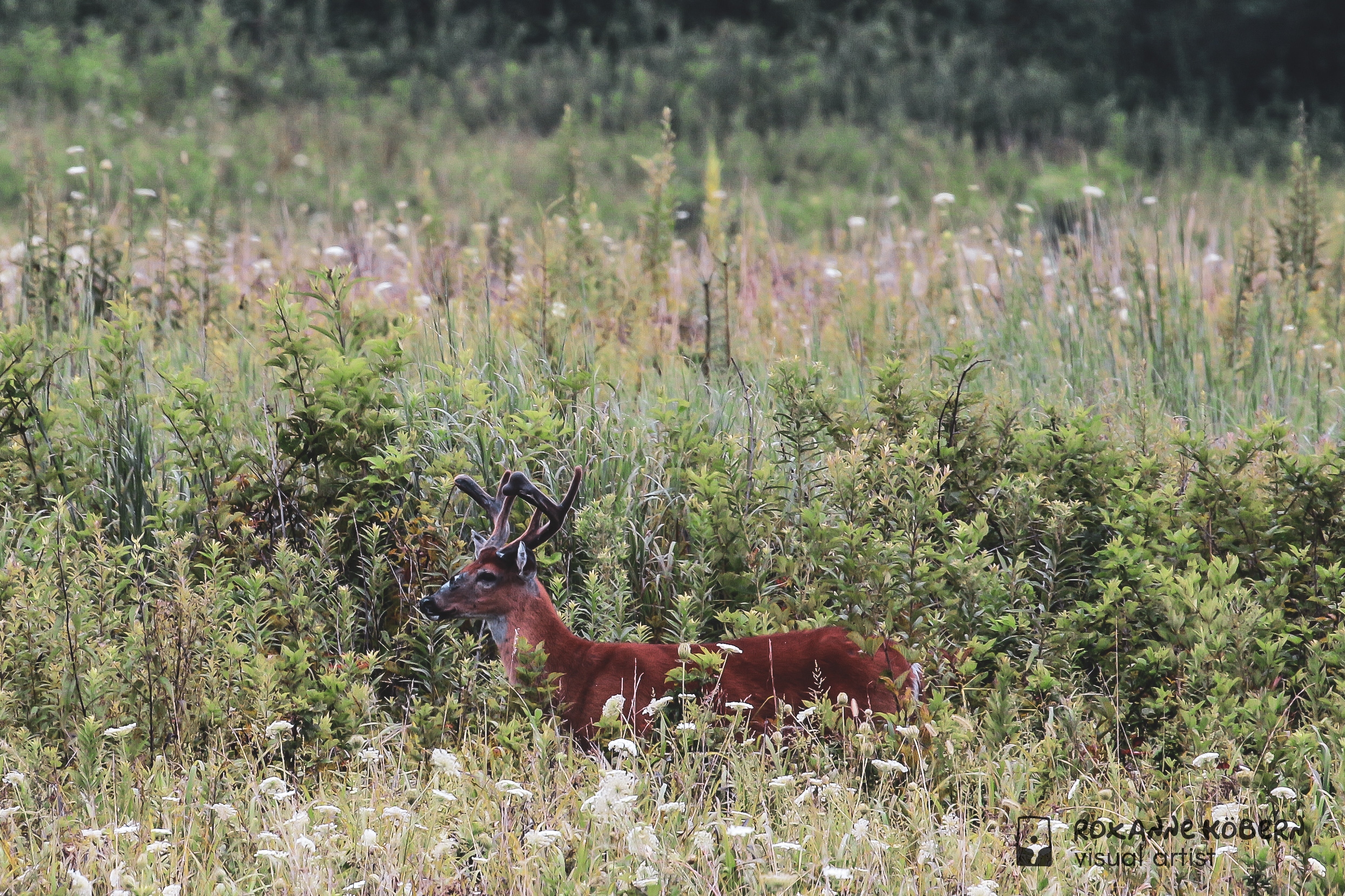 Prince of the Forest photographed by Roxanne Köbern