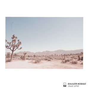 Joshua Tree photographed by Roxanne Köbern