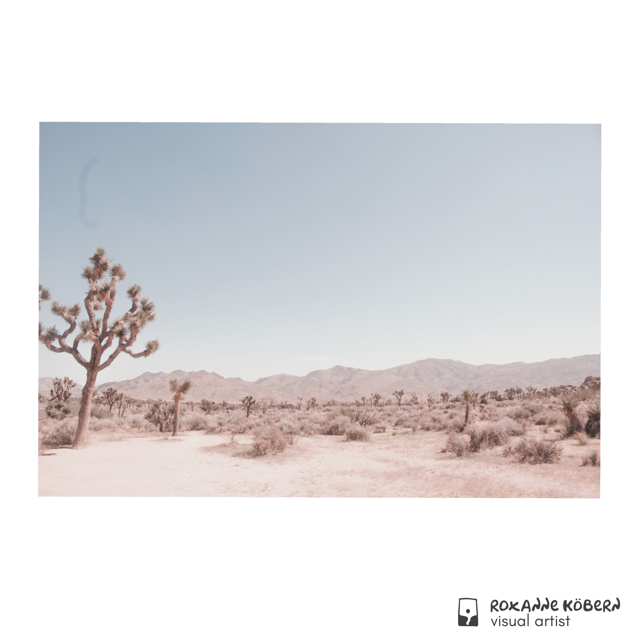 Joshua Tree photographed by Roxanne Köbern